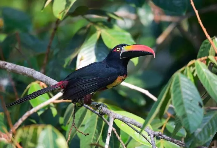 ホテル Finca Sueno De Osa