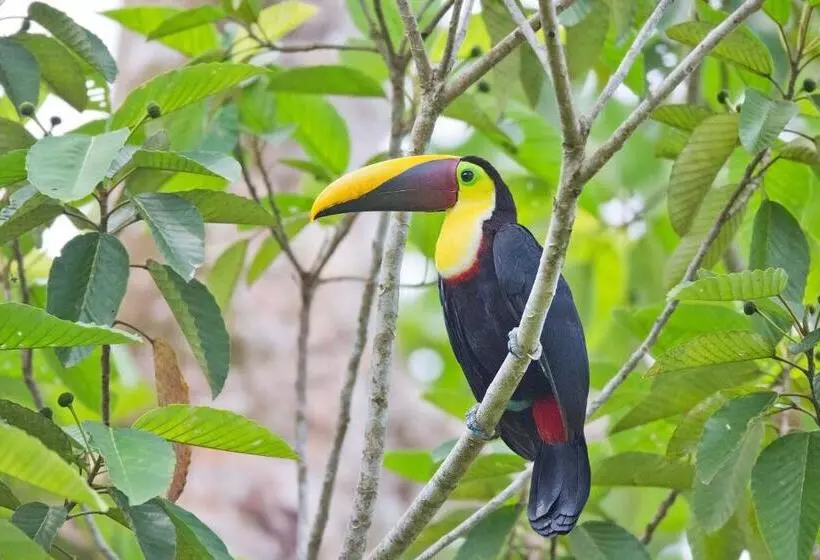 ホテル Finca Sueno De Osa