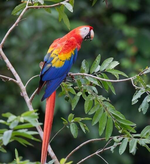 هتل Finca Sueno De Osa