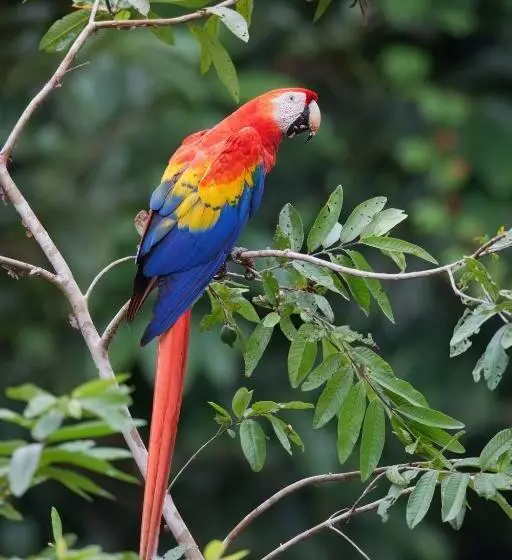 ホテル Finca Sueno De Osa