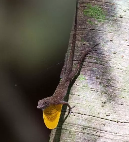 ホテル Finca Sueno De Osa