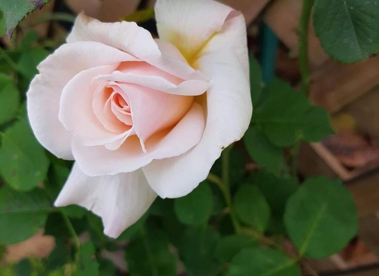 Bed and Breakfast The Rectangle Apartment, Akaroa