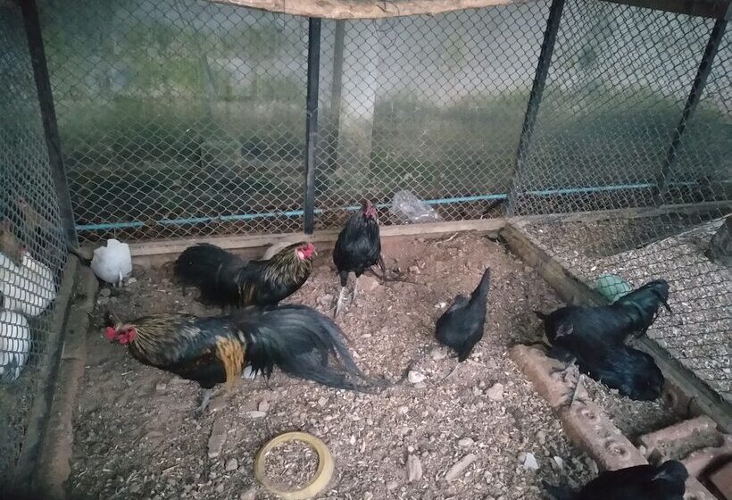 리조트 Roomquest Chonburi Phanat Nikhom