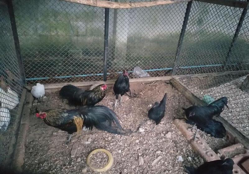 리조트 Roomquest Chonburi Phanat Nikhom