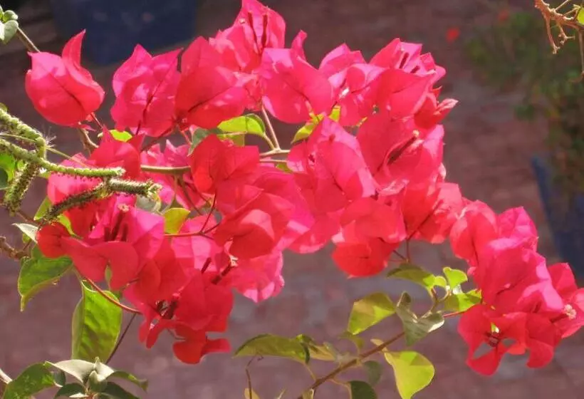 Hotelli Ayouze Auberge