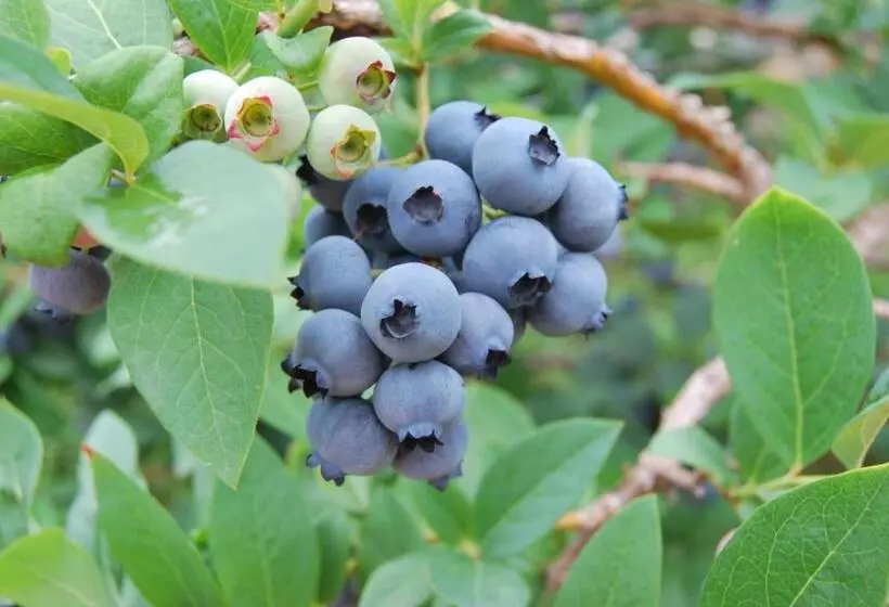 Hotelli Tenuta Fortelongo