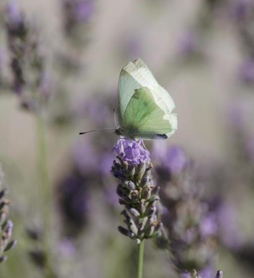 Panzió Mon Perin Castrum Rooms Dado