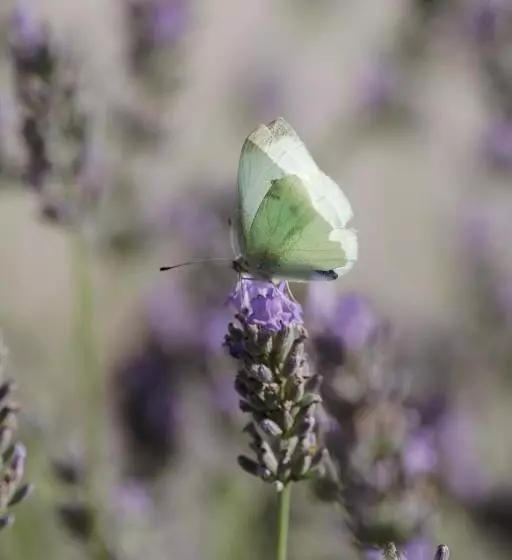 ペンション Mon Perin Castrum   Rooms Dado