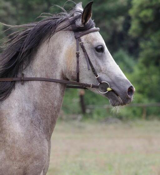 Panzió Mon Perin Castrum Rooms Dado