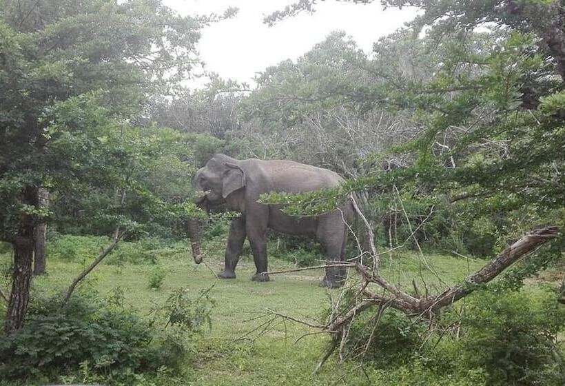 ホテル Surf Gangs Arugambay