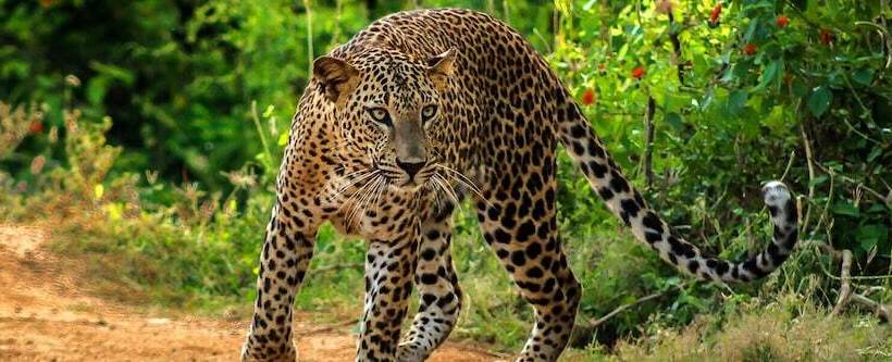 ホテル Surf Gangs Arugambay