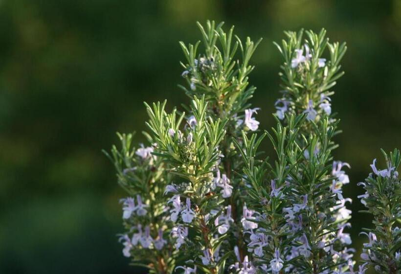 ホテル Podere Pian De Cortini