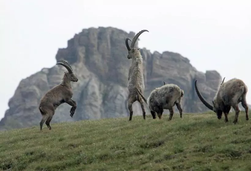 Hotelli Restaurant Capricorns