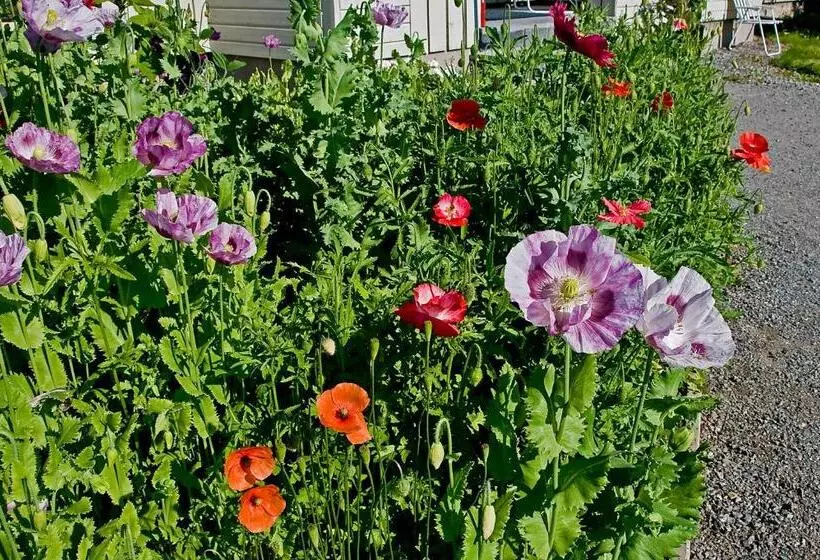 Aamiaismajoitus (B&B) Långänge Logi