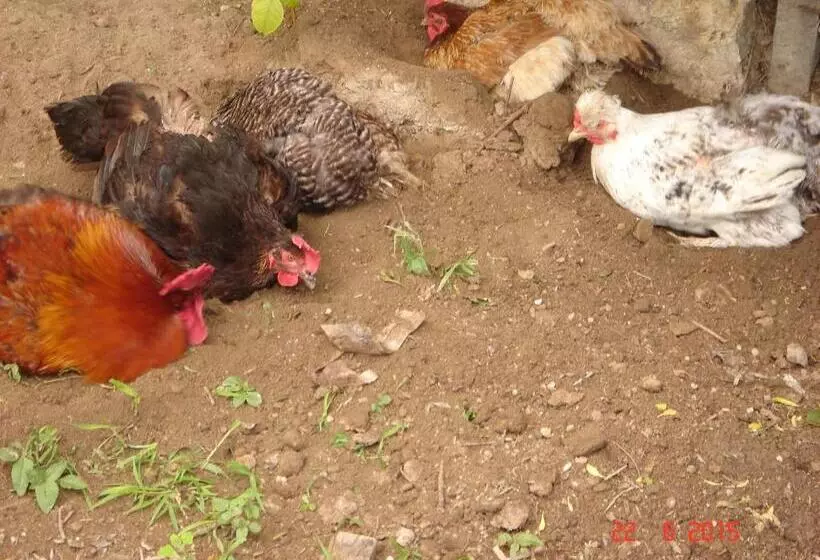 ペンション къща под наем Petrova