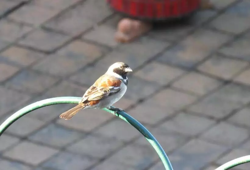 Majatalo At Whale Phin Guest House