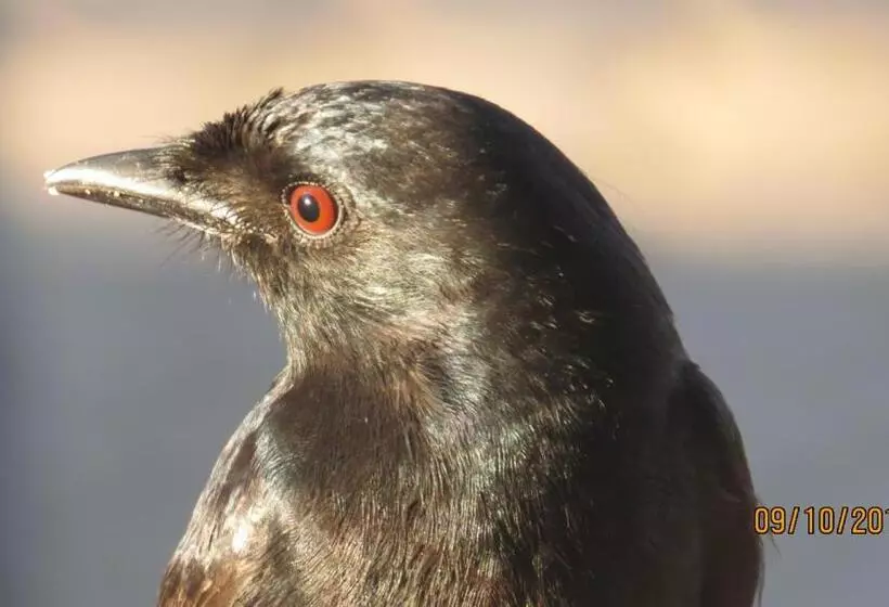 Majatalo At Whale Phin Guest House