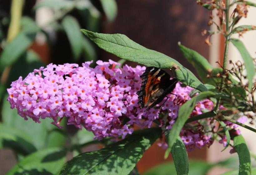 펜션 Penzion úsmev