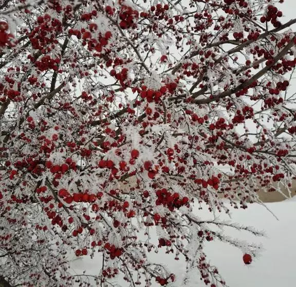 ユースホステル Vesyolaya Rochsha