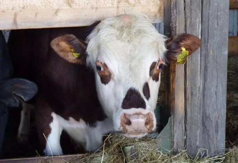 Aamiaismajoitus (B&B) Uppe På Vinden