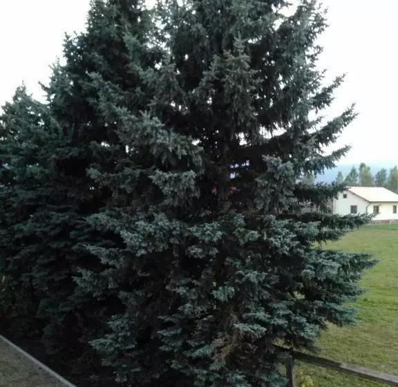 Ezüstfenyő Agroturisztikai Panzió