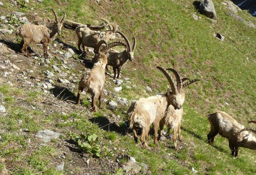 Hotel Albergo Robiei