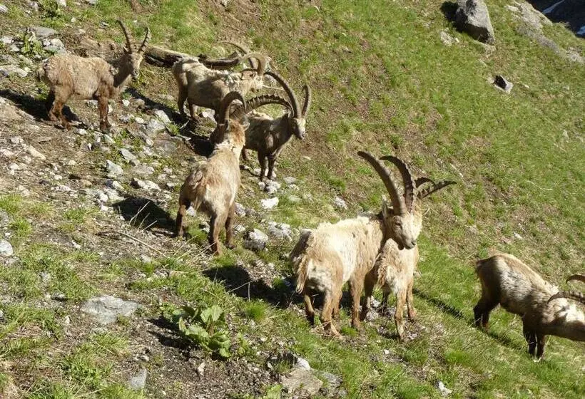 ホテル Albergo Robiei
