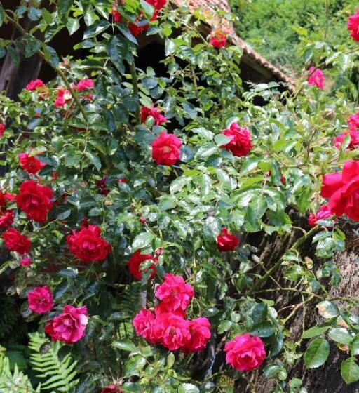 Отель Schwoererhof