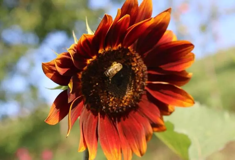 ホテル Schwoererhof