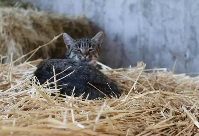 ホテル Schwoererhof