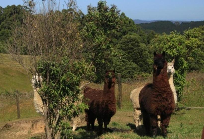 汽车旅馆  Otway Junction Motor Inn