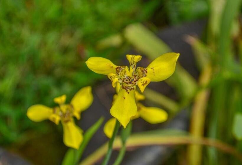 ペンション Hostal Ariantiy