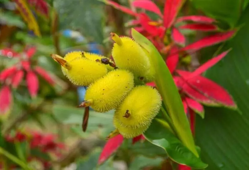 Majatalo Hostal Ariantiy