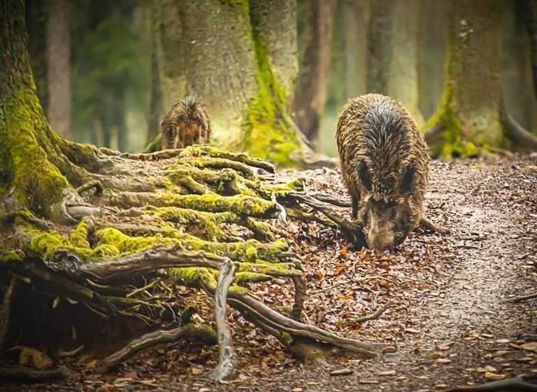B&b Le Secret Du Bois