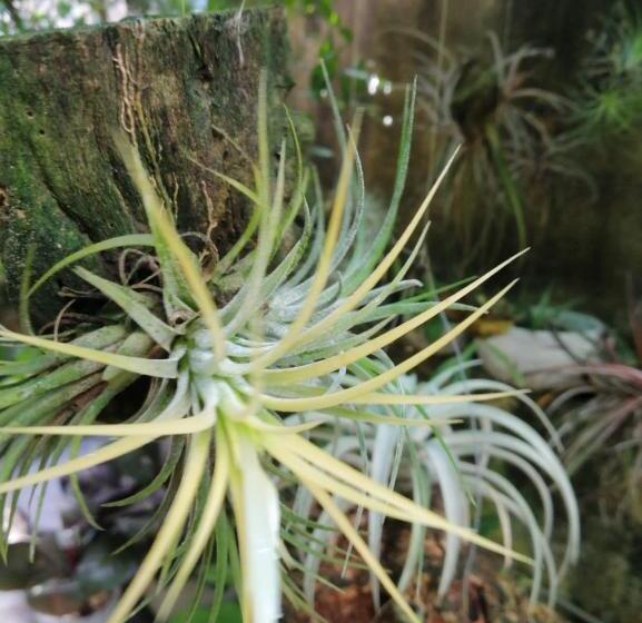 بنسيون Sinali Villa