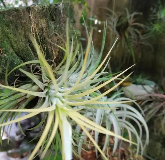 Majatalo Sinali Villa