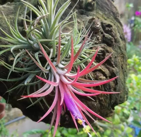 Majatalo Sinali Villa