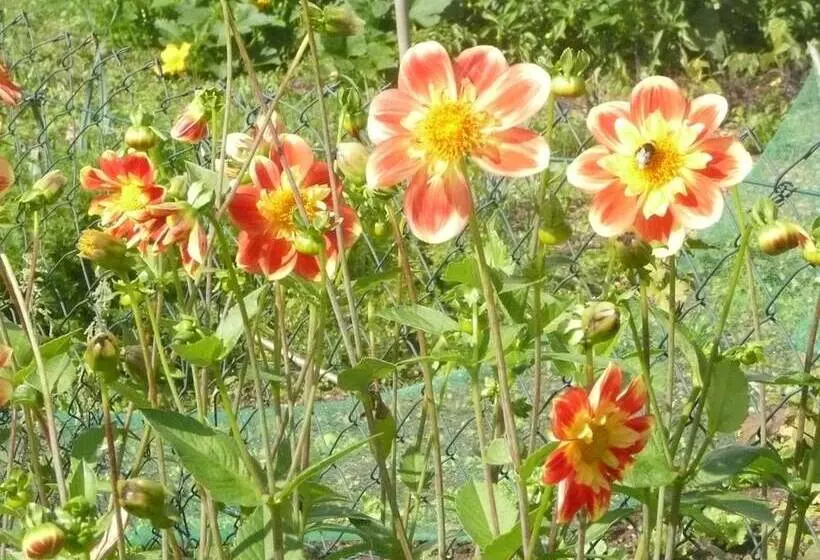 ベッドアンドブレックファースト Au Clos D'ardennes