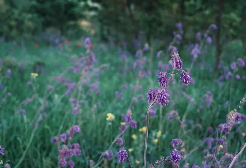 ペンション Delta Mayanka