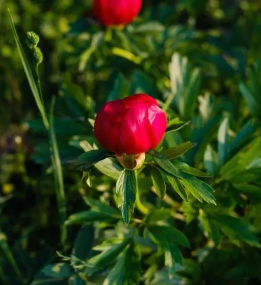 ペンション Delta Mayanka