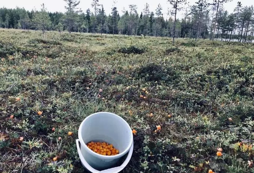 Lomakeskus Metsa Kolo