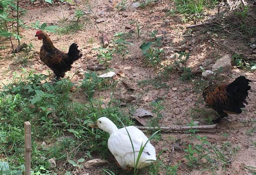 فندق The Saffron Airport