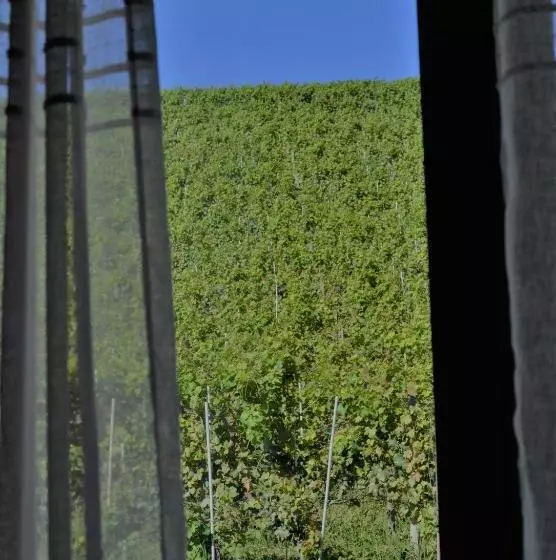Vitae Di Langa