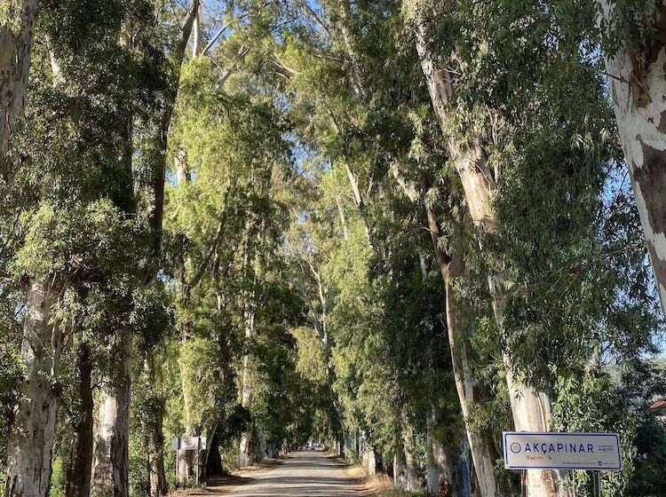 ホテル Three Palms Suites