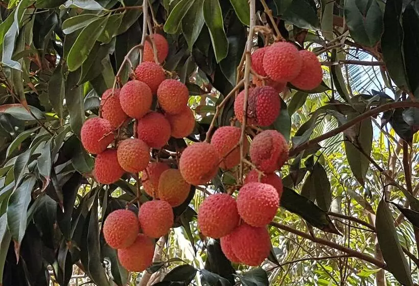 پانسیون La Cariole