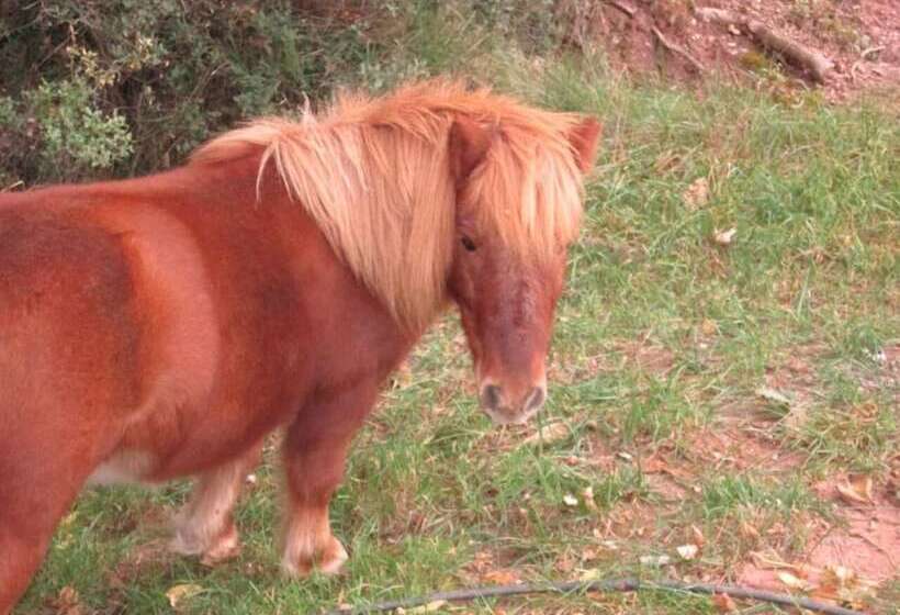 فندق صغير Casa Fausto