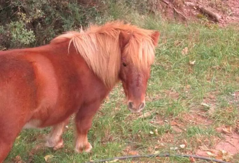 ユースホステル Casa Fausto