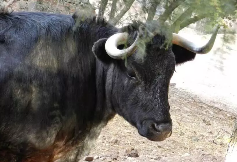 ユースホステル Casa Fausto