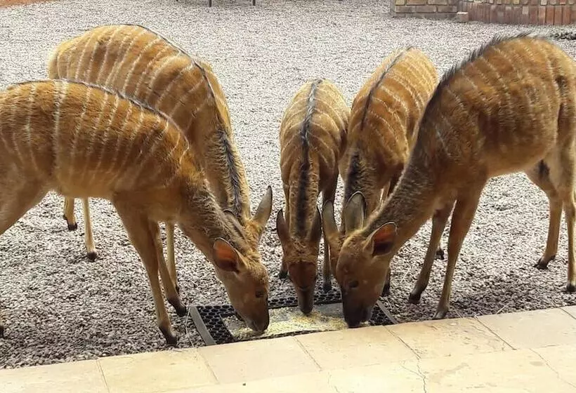 ホテル Makhato 84 Bush Lodge