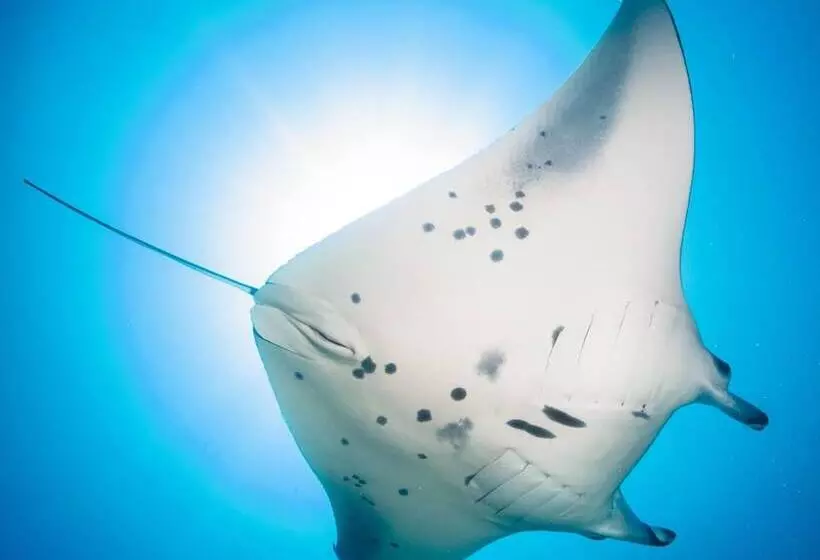 پانسیون Dhiguveli Maldives